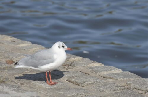 Blick aufs Meer