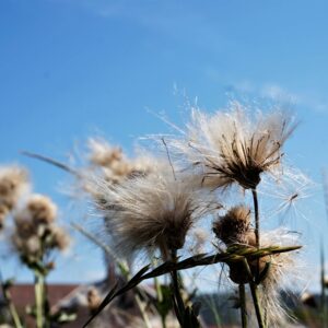 BLOG Weltumsegelung 266 Rückblick aus Petras Tagebuch: verfasst 18.08.2012 - Nutzen Sie auch schon Sheabutter?