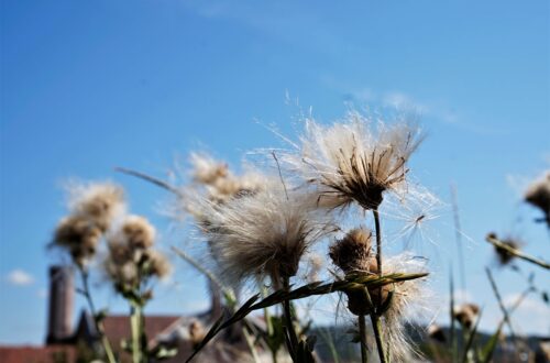 Rückblick aus Petras Tagebuch: verfasst 18.08.2012 - Nutzen Sie auch schon Sheabutter? 5 Pusteblume