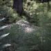 Rückblick aus Petras Tagebuch: verfasst 29.03.2016 - Nachruf auf Roger Cicero 2 Wald