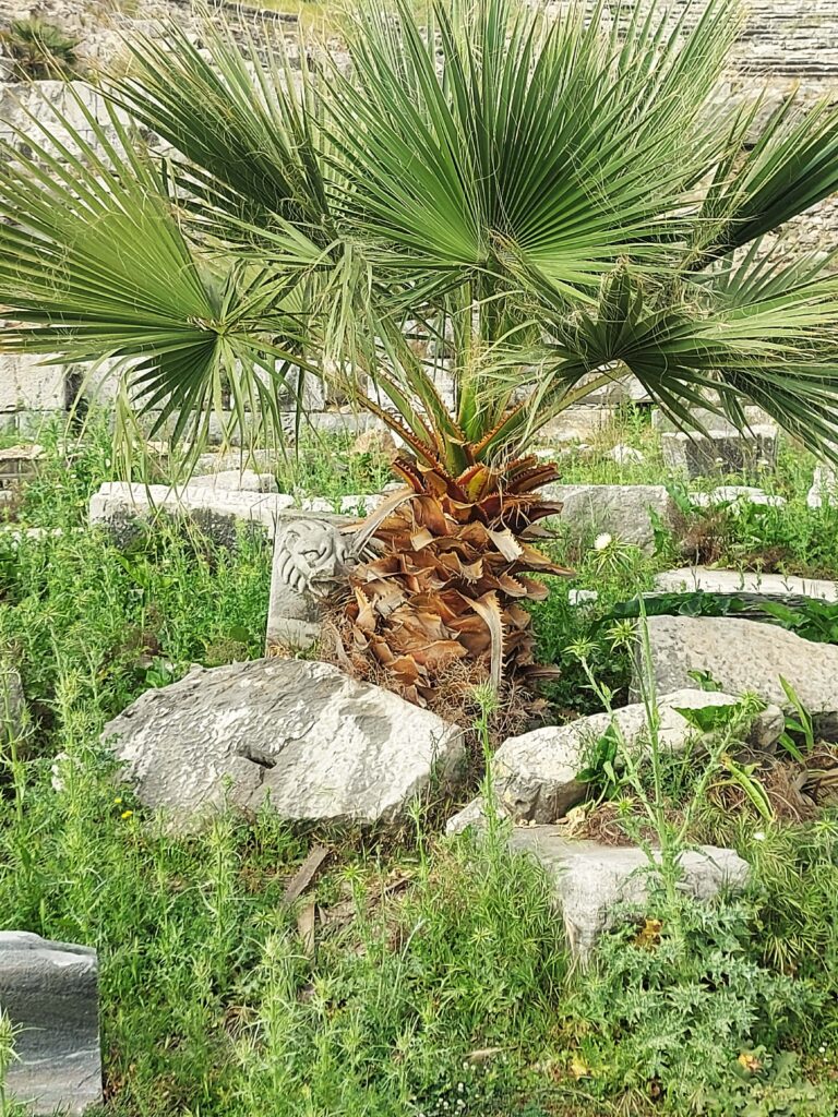 Türkei - Milet 9 Loewe und Palme Milet 040522