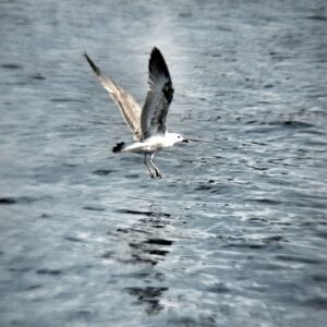 BLOG Weltumsegelung 349 Petra: Von der Landratte zur Wasserratte - Die ersten 50 Tage unterwegs auf dem Wasser - Ein Rückblick