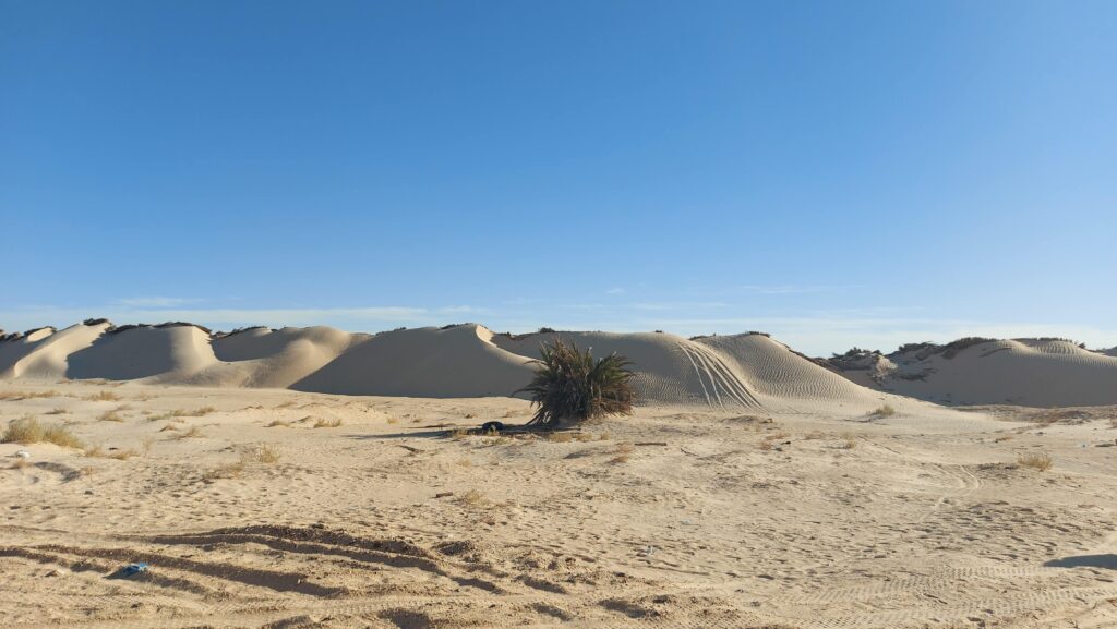 Tunesien - eine Rundreise mit dem Mietwagen - November 2022 - 2. Etappe: Oasenstadt Douz "Tor zur Sahara" 3 Douz 4