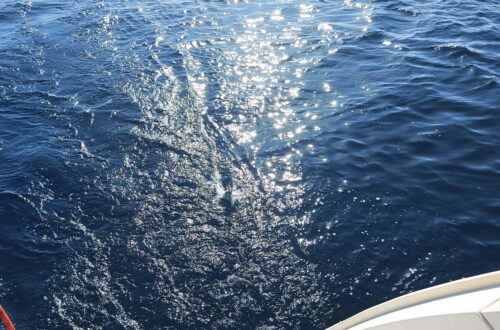 Hammamet 1