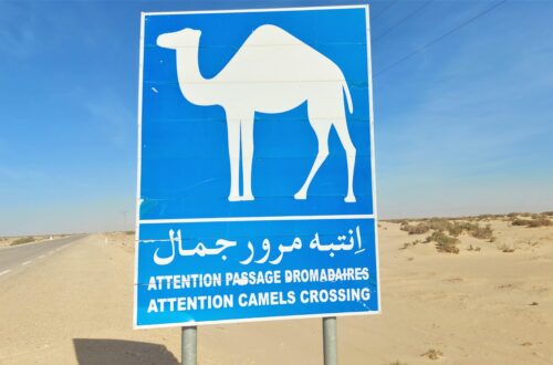Schild Kamel