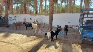 Tunesien November 2022 - Markt und Viehmarkt in Douz - Oasenstadt in der Sahara