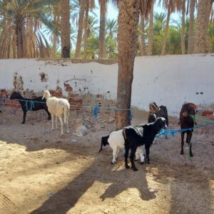BLOG Weltumsegelung 321 Tunesien November 2022 - Markt und Viehmarkt in Douz - Oasenstadt in der Sahara