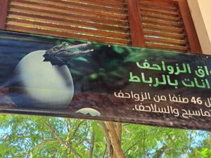 Marokko: Ene Besuch im Zoo...