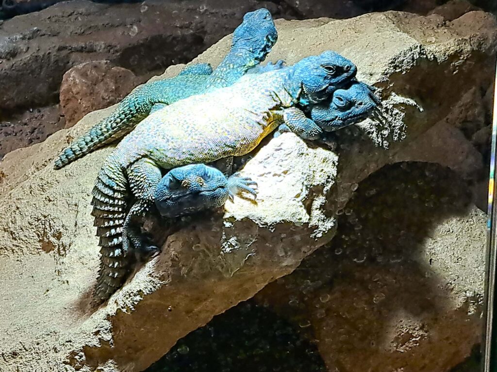 Marokko: Ene Besuch im Zoo... 16 Blaue Leguane scaled