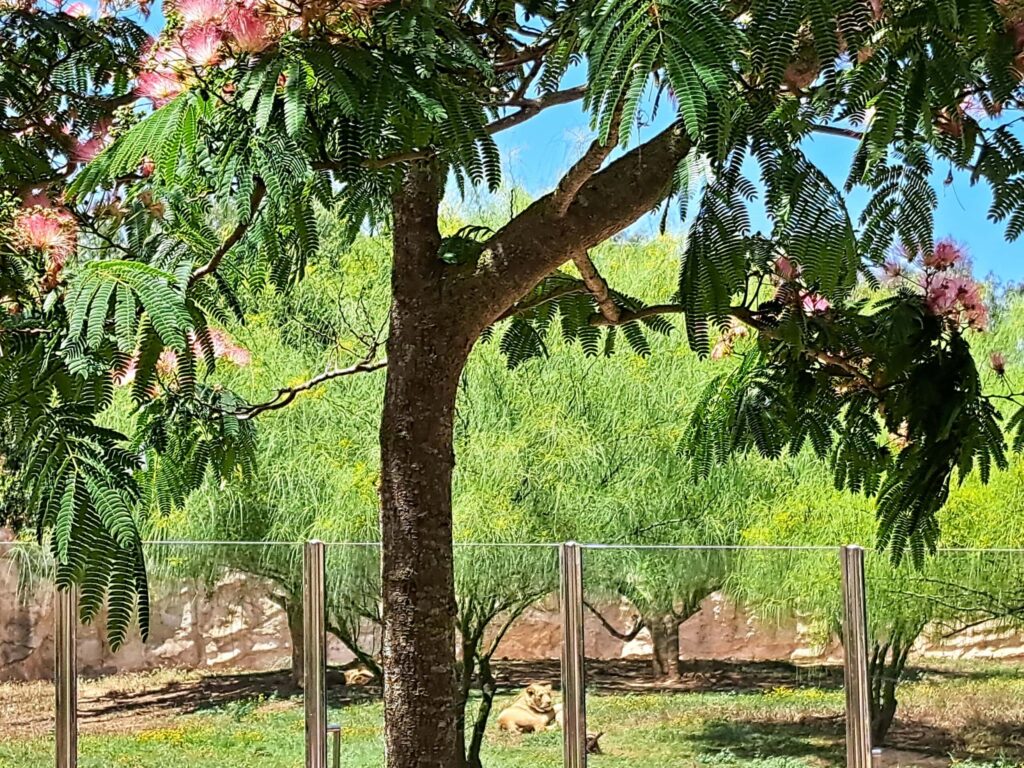 Marokko: Ene Besuch im Zoo... 8 Bluehender Baum scaled