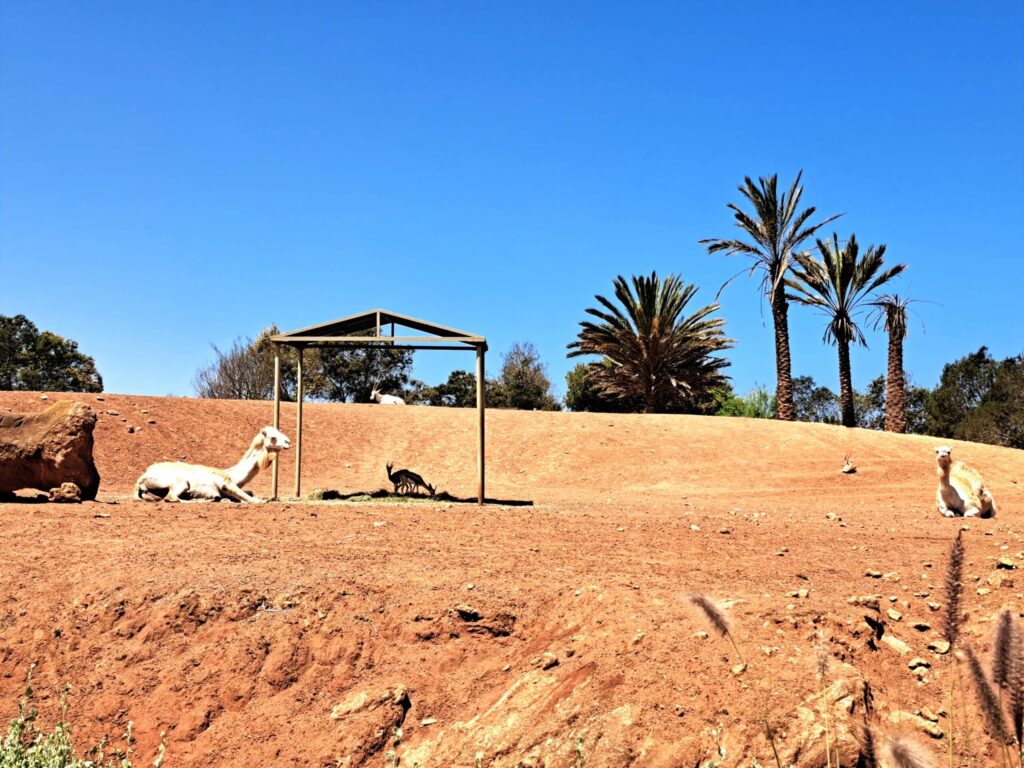 Marokko: Ene Besuch im Zoo... 4 Dromedare im Wuestensand scaled