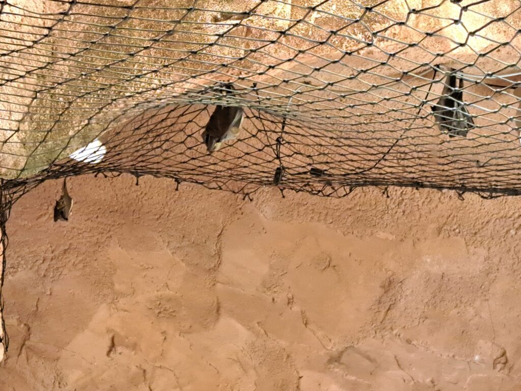 Marokko: Ene Besuch im Zoo... 17 Fledermaeuse scaled