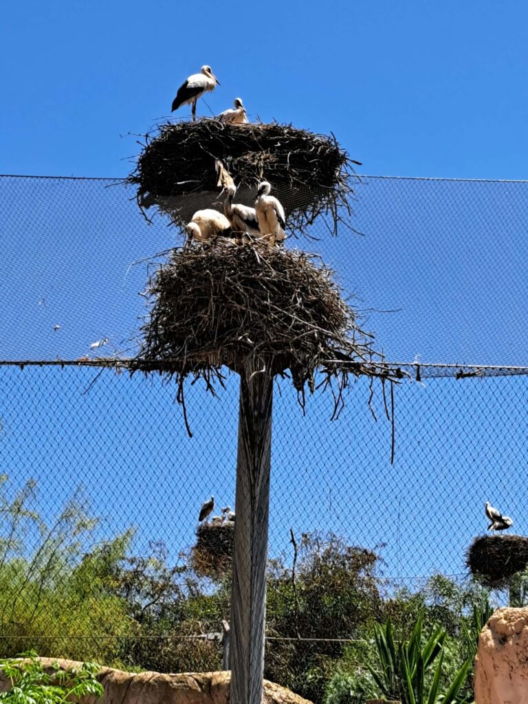Marokko: Ene Besuch im Zoo... 11 Klapperstoerche mit Jungen im Nest scaled