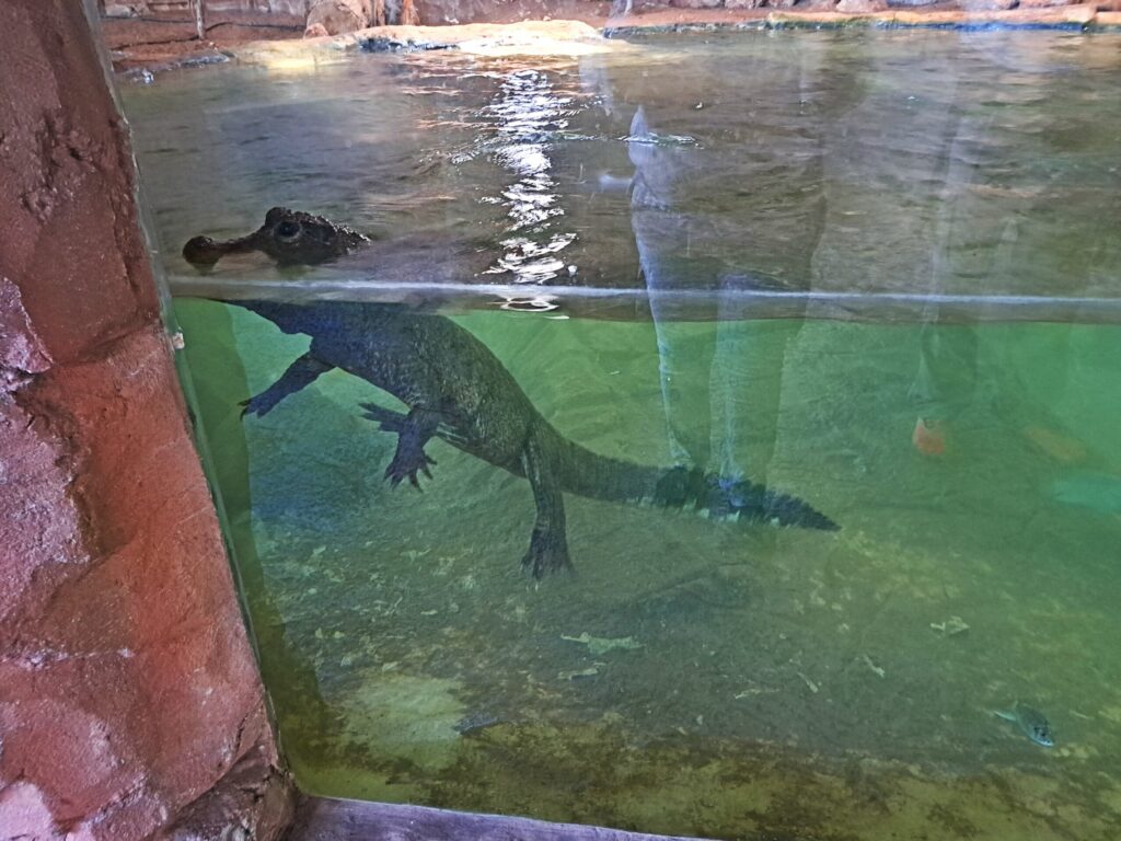 Marokko: Ene Besuch im Zoo... 18 Krokodil scaled