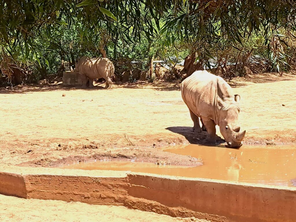Marokko: Ene Besuch im Zoo... 6 Nashoerner scaled