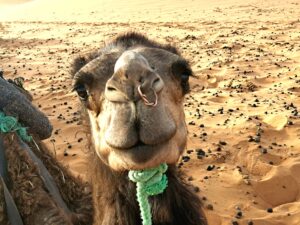 Marokko: Kamelritt und Berberzelt - eine Nacht in der Wüste