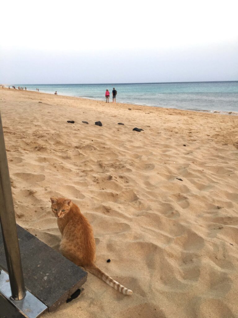 Gastbeitrag - Sabine und wie sie die Reise erlebte... 12 Katze am Strand von Moro Jabel