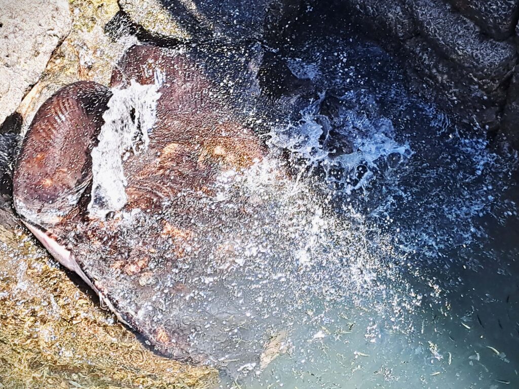 Zwischen den Vulkaninseln der Kanaren 5 Rochen im Hafen von Corralejo