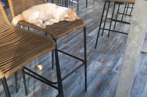 Schlafende Katze