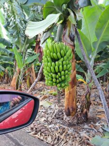 Kanareninsel La Palma - ausgerechnet Bananen.. oder - was macht die Banane krumm?