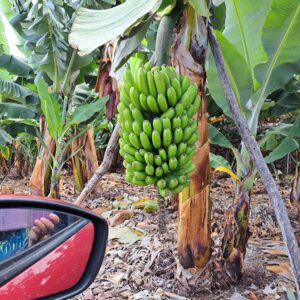 BLOG Weltumsegelung 226 Kanareninsel La Palma - ausgerechnet Bananen.. oder - was macht die Banane krumm?