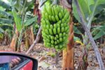 Kanareninsel La Palma - ausgerechnet Bananen.. oder - was macht die Banane krumm?