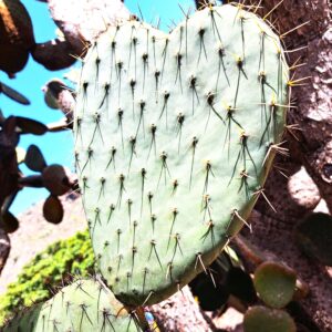 BLOG Weltumsegelung 232 Landausflug durch den Norden von der Kanareninsel Gran Canaria