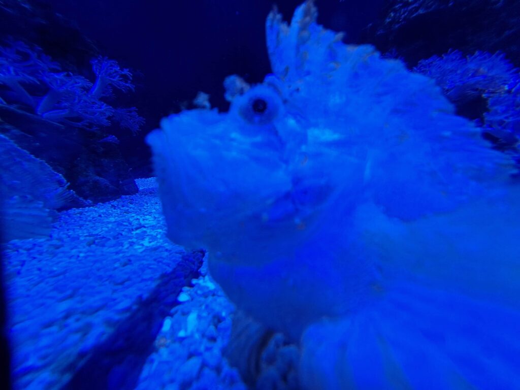 Poeme del Mar Aquarium 15 Blauer Fisch