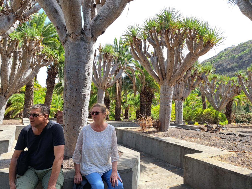 Landausflug durch den Norden von der Kanareninsel Gran Canaria 24 Drachenbaum