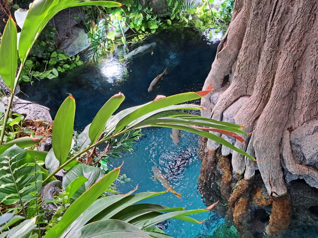 Poeme del Mar Aquarium 7 Fischbecken im Jungle