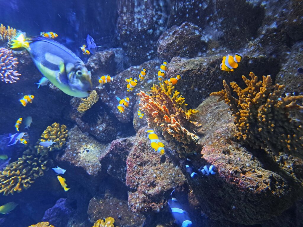 Poeme del Mar Aquarium 8 Fische im Salzwasser