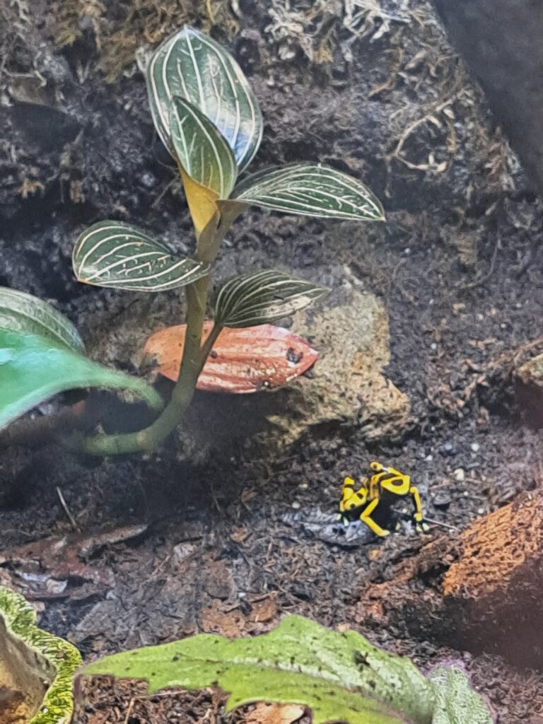 Poeme del Mar Aquarium 10 Gelber Pfeilgiftfrosch