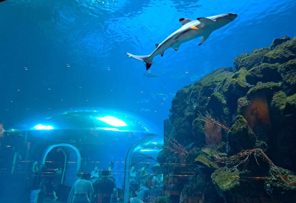 Poeme del Mar Aquarium 17 Hai und Menschen
