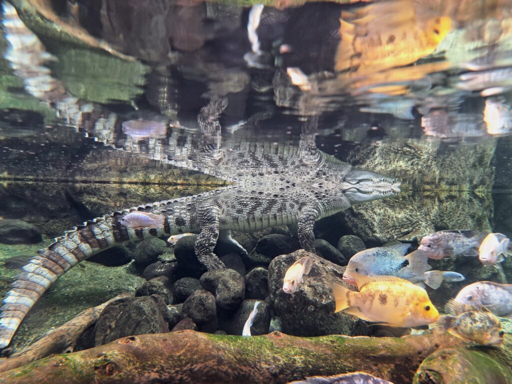 Poeme del Mar Aquarium 12 Krokodil