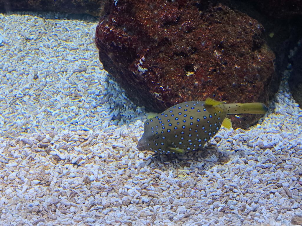 Poeme del Mar Aquarium 9 Kugelfisch 1