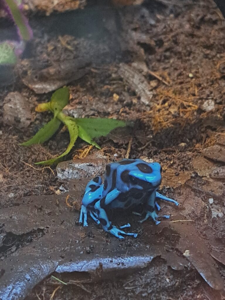 Poeme del Mar Aquarium 11 Pfeilgiftfrosch