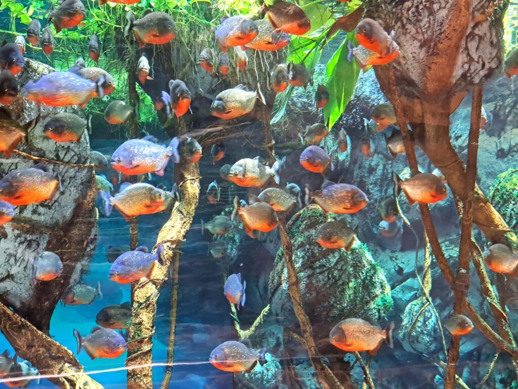 Poeme del Mar Aquarium 13 Piranhas