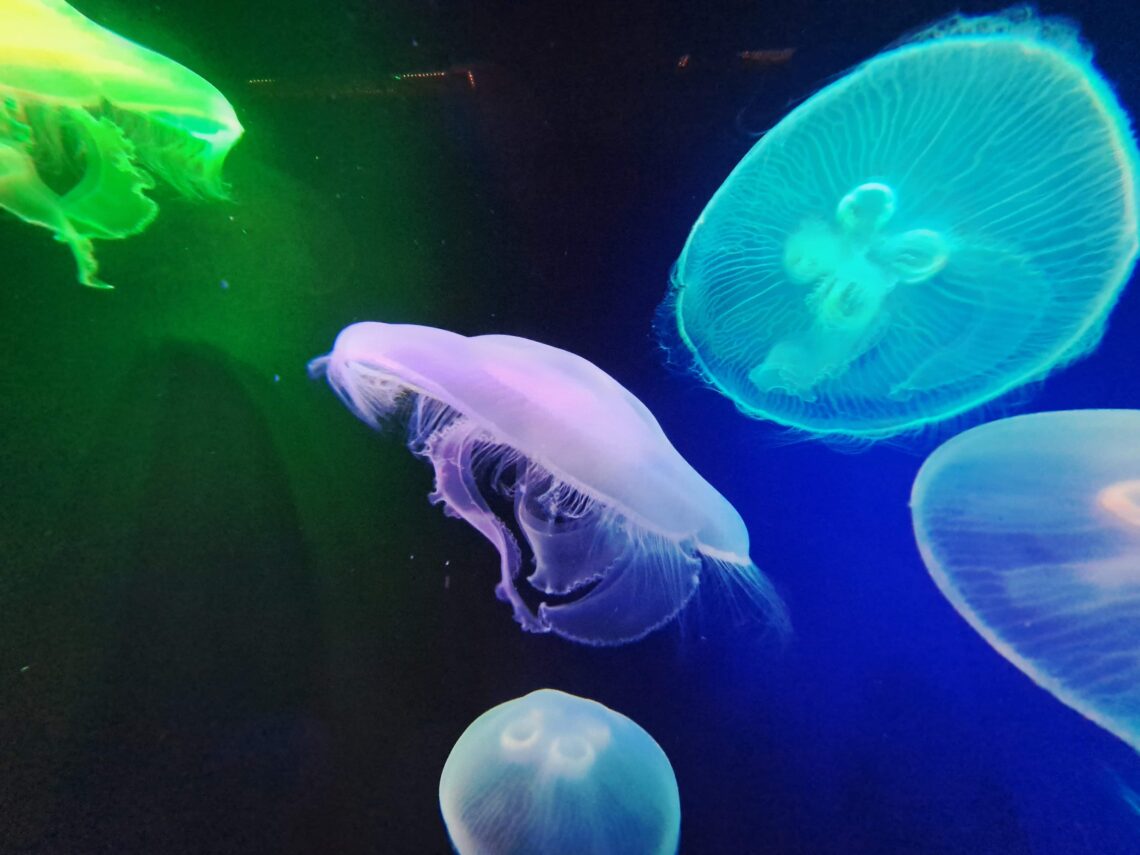 Poeme del Mar Aquarium 1 Qualen Beitragsbild