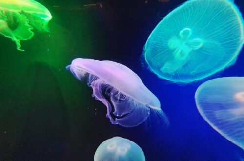 Poeme del Mar Aquarium 25 Qualen Beitragsbild