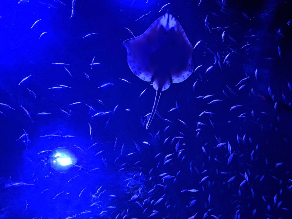 Poeme del Mar Aquarium 18 Rochen blau