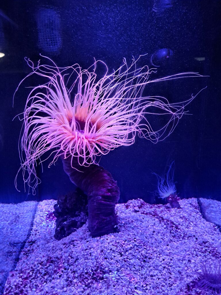 Poeme del Mar Aquarium 16 Seeanemone