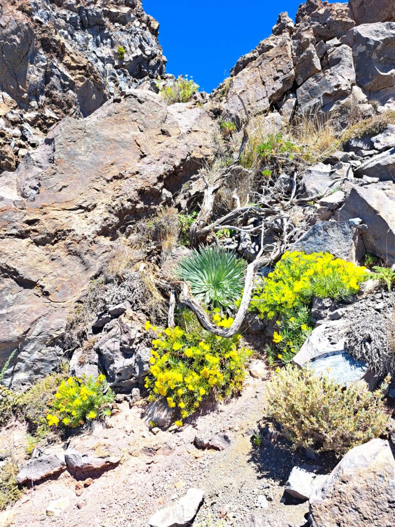 Kanareninsel La Palma - Roque de Los Muchachos - Vom Meer hinauf bis über die Wolken... eine Fotodokumentation 10 Bluehende Blumen im Gebirge