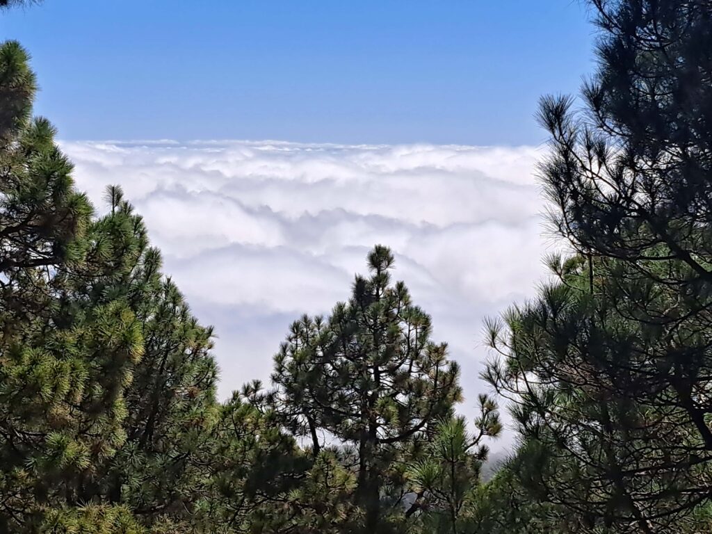 Kanareninsel La Palma - Roque de Los Muchachos - Vom Meer hinauf bis über die Wolken... eine Fotodokumentation 3 Wolkentannen