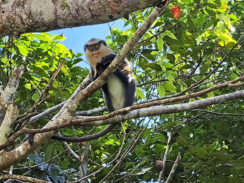 Karibikinsel Grenada - Affen, Wasserfälle und ein Tässchen Kakao 4 Affe Grenada