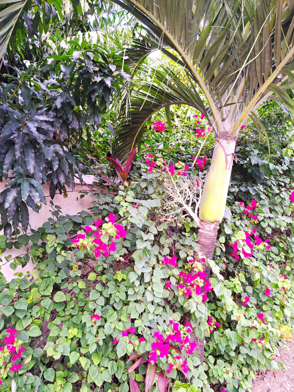 Segelrevier Karibikinsel St. Lucia 1 Beitragsbild