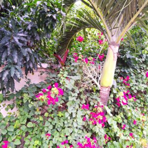 BLOG Weltumsegelung 175 Segelrevier Karibikinsel St. Lucia