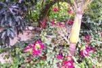 Segelrevier Karibikinsel St. Lucia