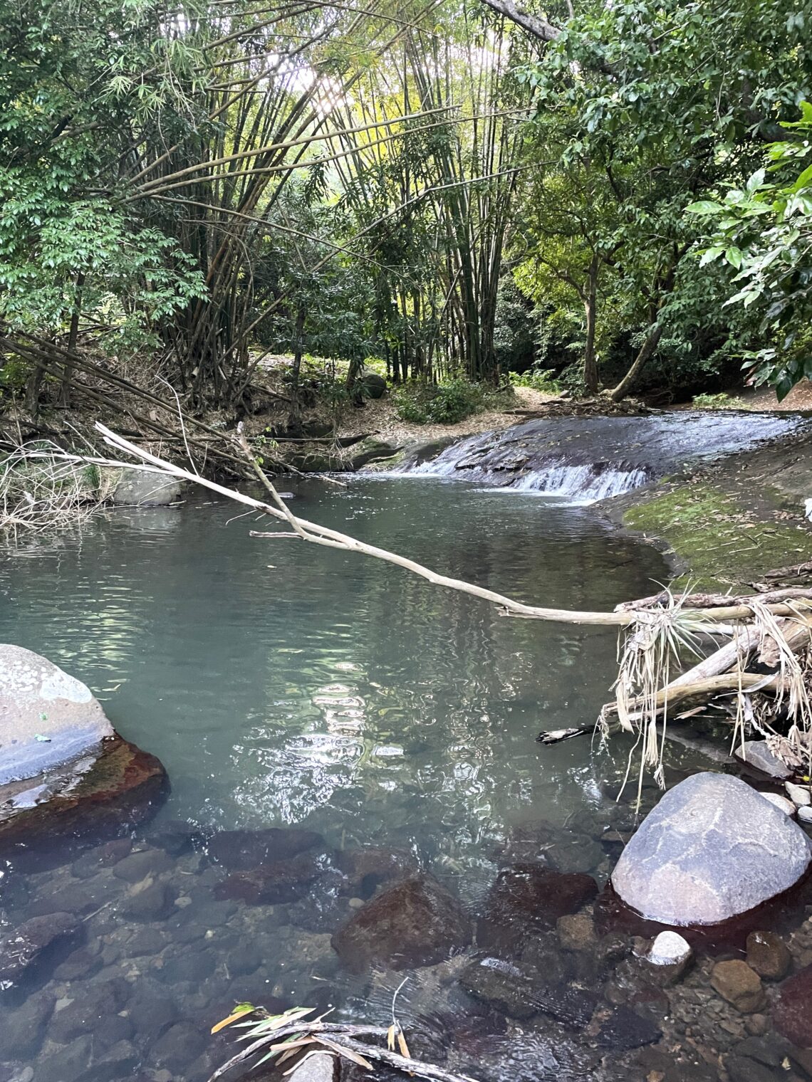 Karibikinsel Grenada - Affen, Wasserfälle und ein Tässchen Kakao 1 Beitragsbild Grenada Landausflug