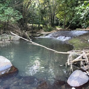 BLOG Weltumsegelung 166 Karibikinsel Grenada - Affen, Wasserfälle und ein Tässchen Kakao