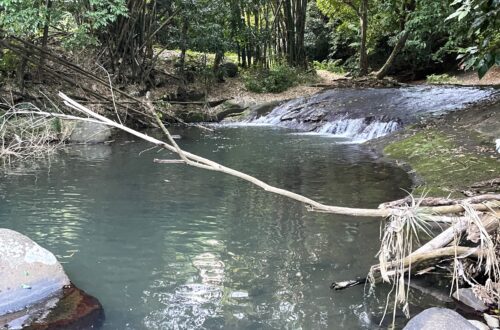 Karibikinsel Grenada - Affen, Wasserfälle und ein Tässchen Kakao 28 Beitragsbild Grenada Landausflug